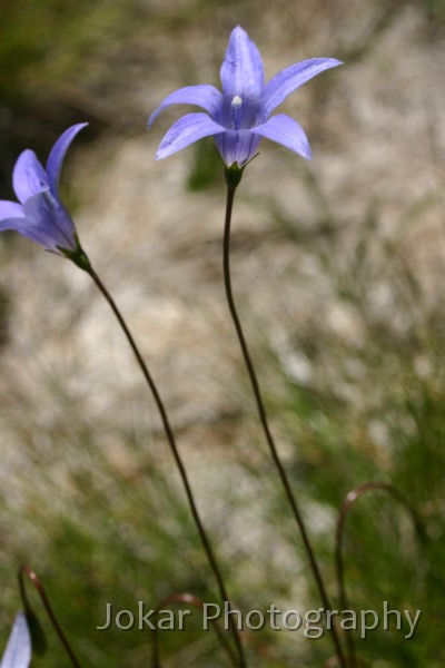 Thredbo Blues 0159.JPG - Royal Bluebells, Kosciusko N.P.